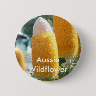 Banksia "guld- ljusstakar ", knapp