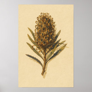 Banksia Kotte Botanisk Studie – 12 x 18 Affisch