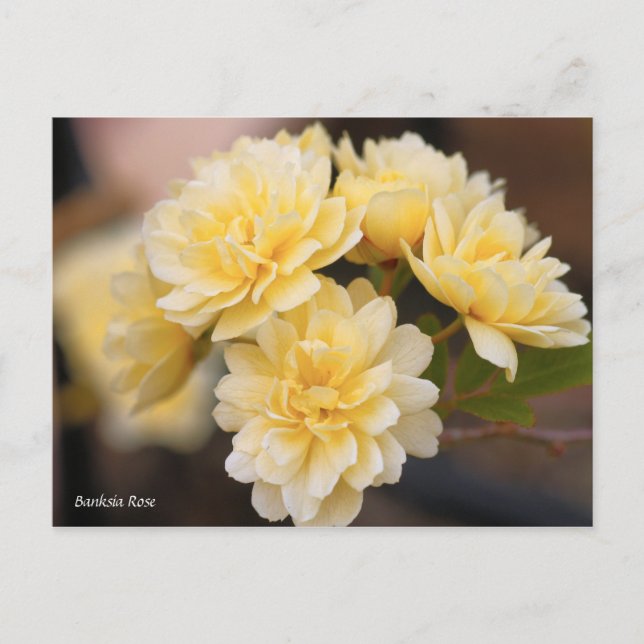 Banksia Ros [Postkort] Vykort (Framsida)