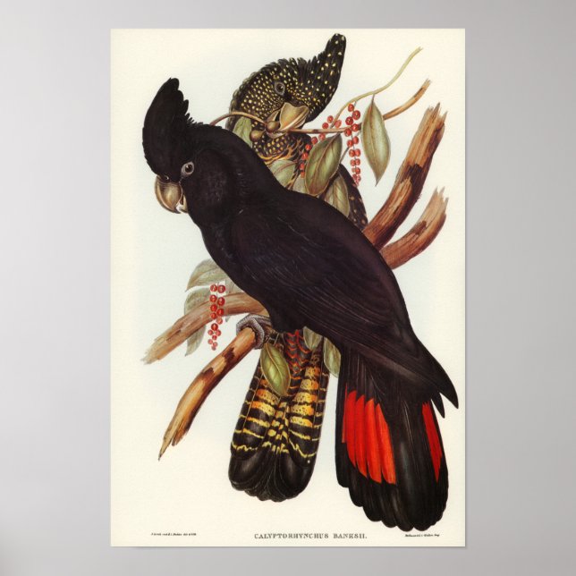 Banksian Cockatoo av Elizabeth Gould Poster (Framsidan)