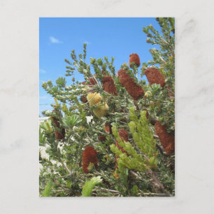 Banksias Vykort