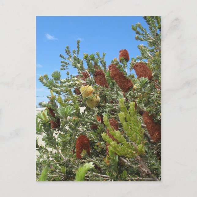 Banksias Vykort (Framsida)