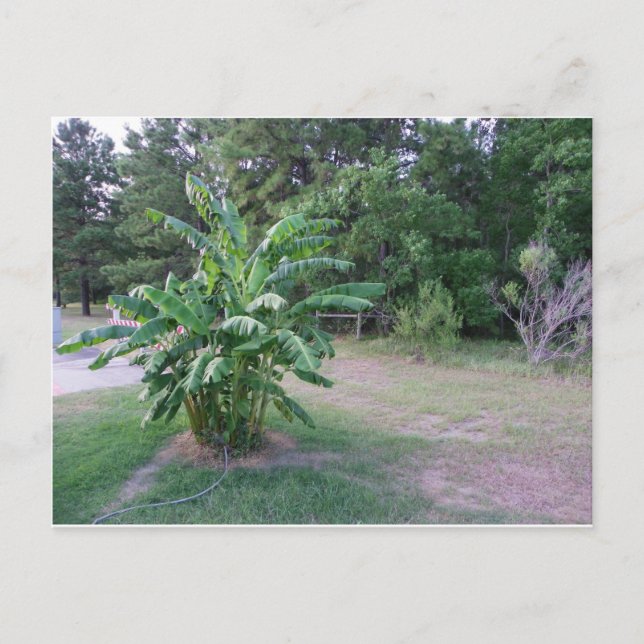 Bannana Träd Vykort (Framsida)