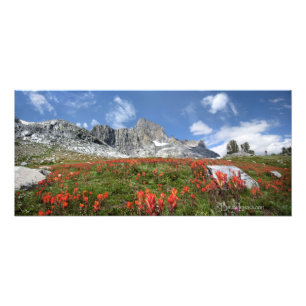 Banner Peak Wildblommor - Ansel Adams Wilderness Fototryck