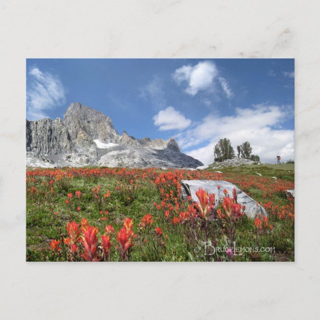 Banner Peak Wildblommor - Ansel Adams Wilderness Vykort (Framsida)