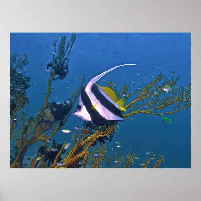 Bannerfish in the Coral Poster (Framsidan)