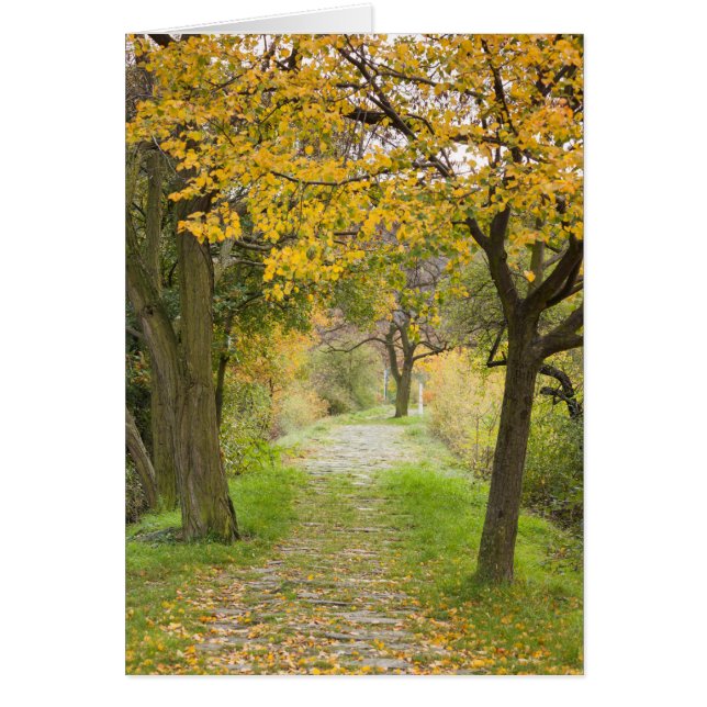 Banor på hösten hälsningskort (Framsidan)