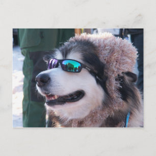 Banshee Postcard Vykort