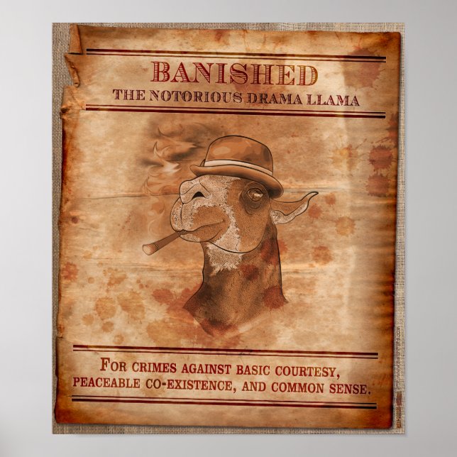 Banska Drama Llamas - 12 x 14 tum Poster (Framsidan)