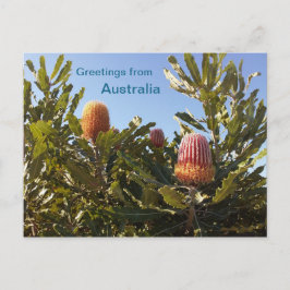 Banskia Westerna Australien Vykort
