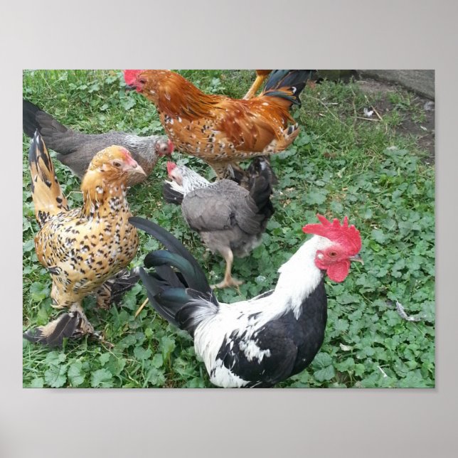 Bantam Chicken Poster (Framsidan)