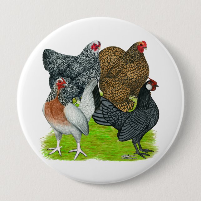 Bantam Hen-kvartetten Knapp (Framsida)