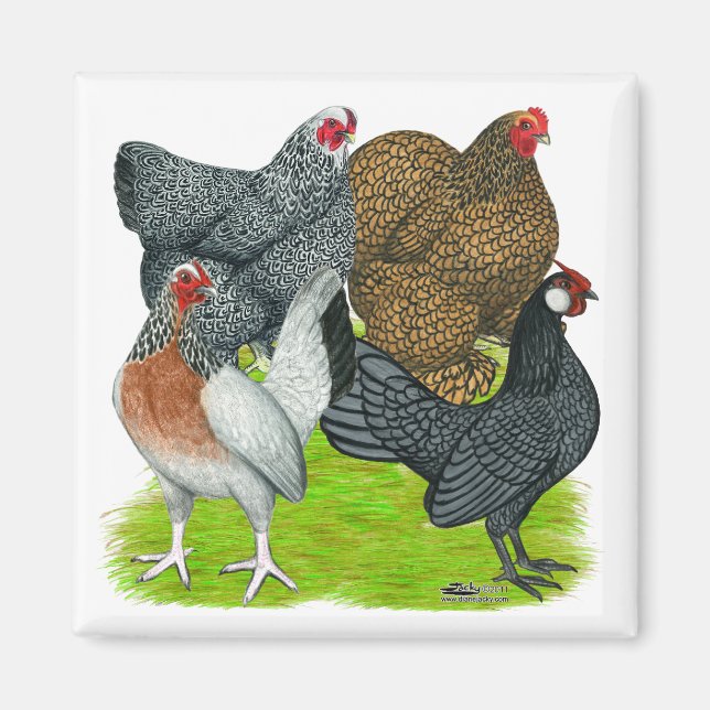 Bantam Hen-kvartetten Magnet (Framsidan)
