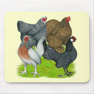 Bantam Hen-kvartetten Musmatta