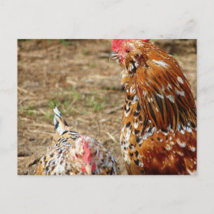 Bantam Hen och Tupp Vykort