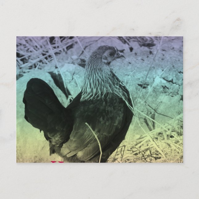 Bantam Hen Påsk Helg Vykort (Framsida)