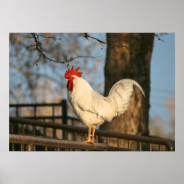 "Bantam in the Morgon" Poster