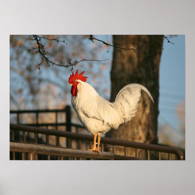 "Bantam in the Morgon" Poster (Framsidan)