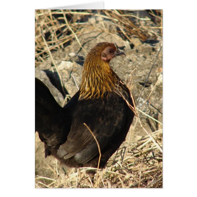 Bantam Pullet Hälsningskort (Framsidan)