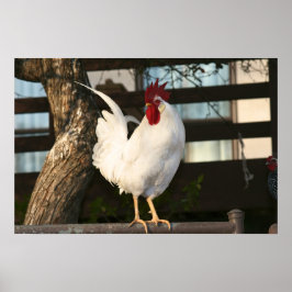 Bantam Tupp Poster