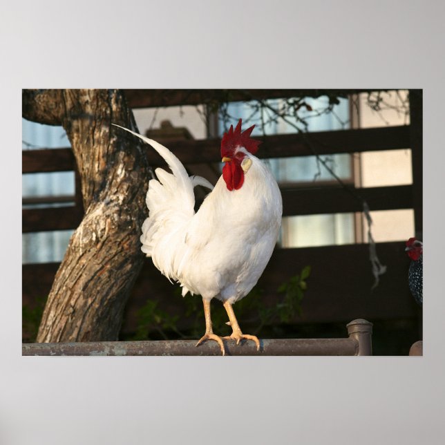 Bantam Tupp Poster (Framsidan)