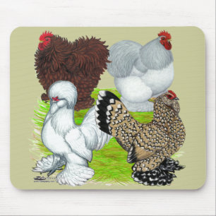 Bantams Feather Legged Musmatta