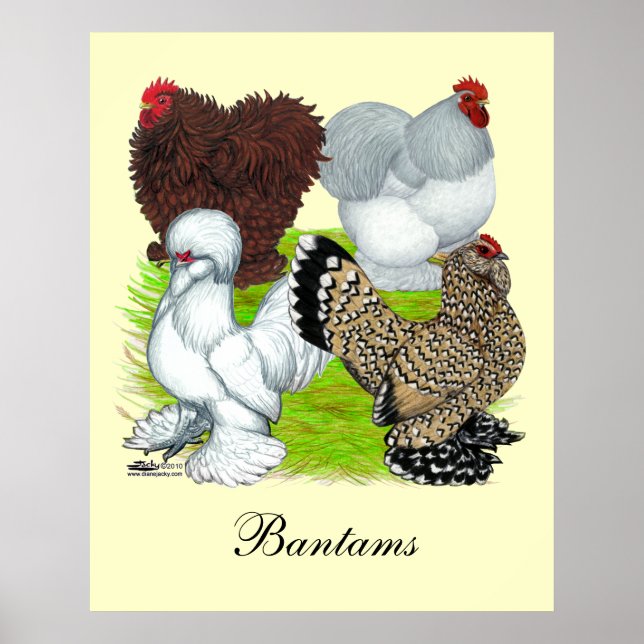 Bantams Feather Legged Poster (Framsidan)