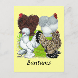 Bantams Feather Legged Vykort