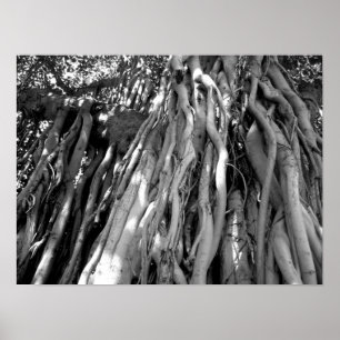Banyan Poster