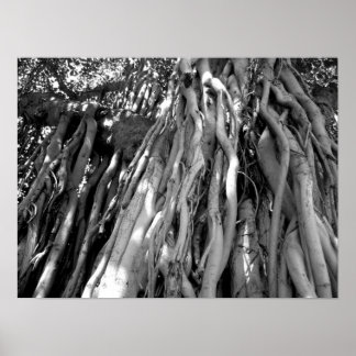 Banyan Poster