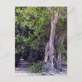 Banyan Street Postcard Vykort