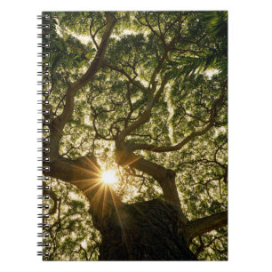 Banyan Träd Canopy Sunstar Anteckningsbok