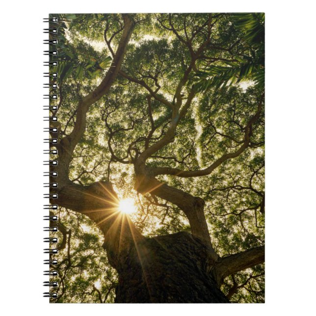 Banyan Träd Canopy Sunstar Anteckningsbok (Framsidan)