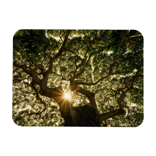 Banyan Träd Canopy Sunstar Magnet (Horisontell)