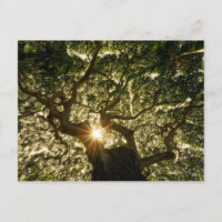 Banyan Träd Canopy Sunstar