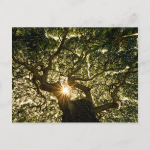 Banyan Träd Canopy Sunstar Vykort
