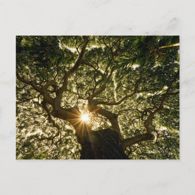 Banyan Träd Canopy Sunstar Vykort (Framsida)