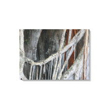 Banyan Träd Closeup Photo