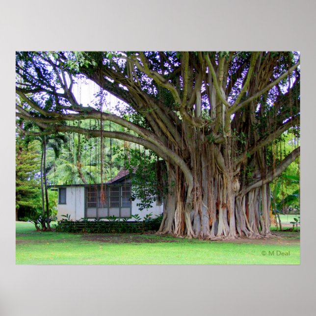 Banyan Träd Cottage Poster (Framsidan)