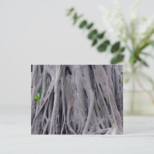 Banyan Träd Trunk Vykort