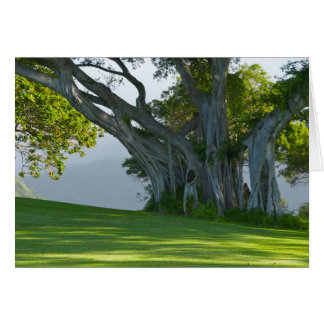 Banyanträd, Manoa dal, Honolulu, Hawai'i Hälsningskort