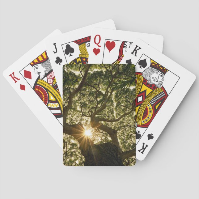 BanyanträdCanopy Sunstar Casinokort (Baksidan)