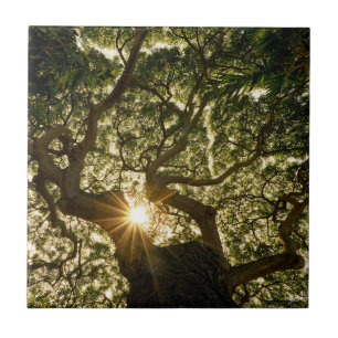 BanyanträdCanopy Sunstar Kakelplatta