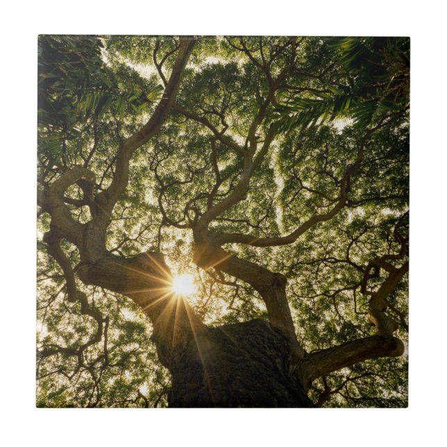 BanyanträdCanopy Sunstar Kakelplatta (Framsidan)