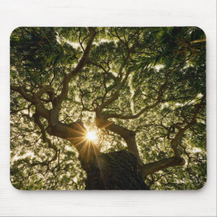 BanyanträdCanopy Sunstar Musmatta