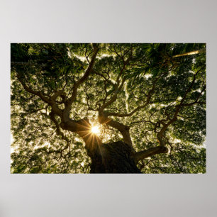 BanyanträdCanopy Sunstar Poster