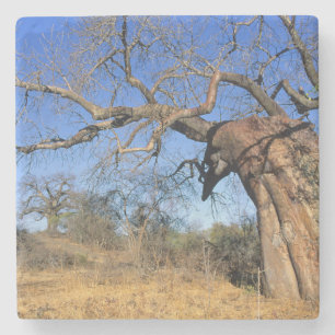 Baobab (Adansonia Digitata), Kruger National Underlägg Sten