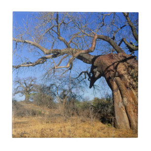 Baobab (Adansonia Digitata), Kruger nationalpark Kakelplatta