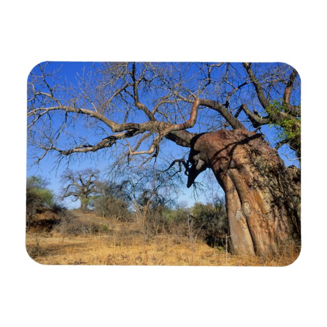 Baobab (Adansonia Digitata), Kruger nationalpark Magnet (Horisontell)