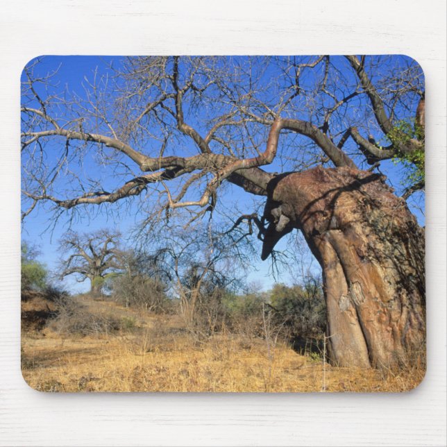 Baobab (Adansonia Digitata), Kruger nationalpark Musmatta (Framsidan)